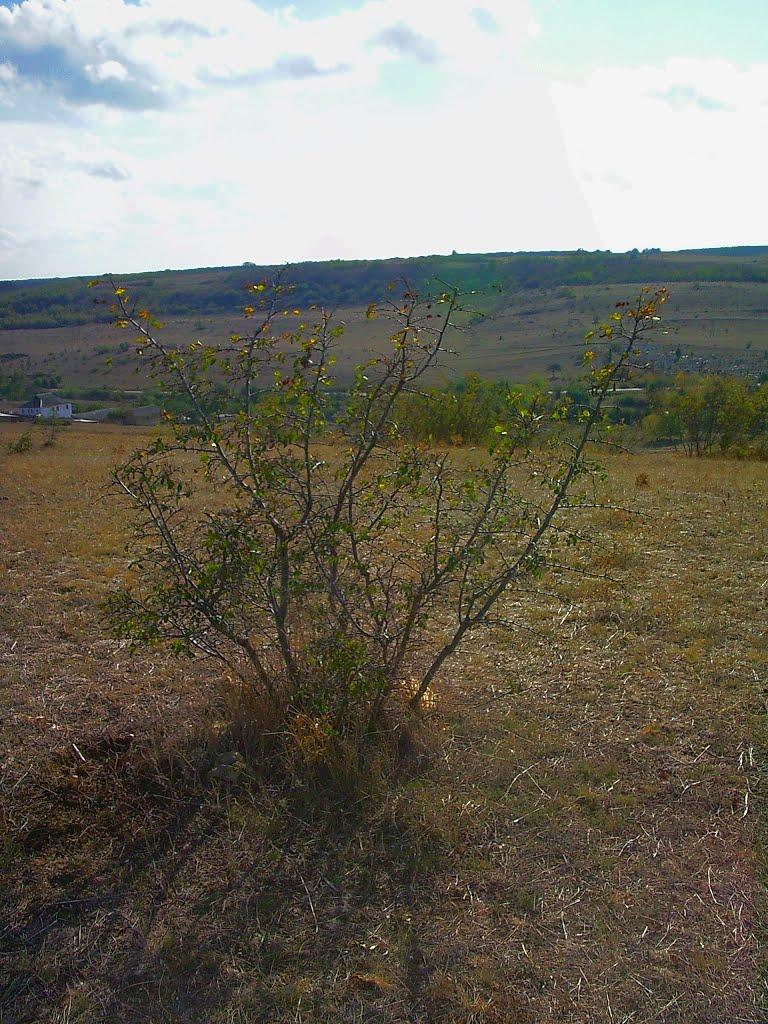 Рєпіне з panoramio.com - Репино