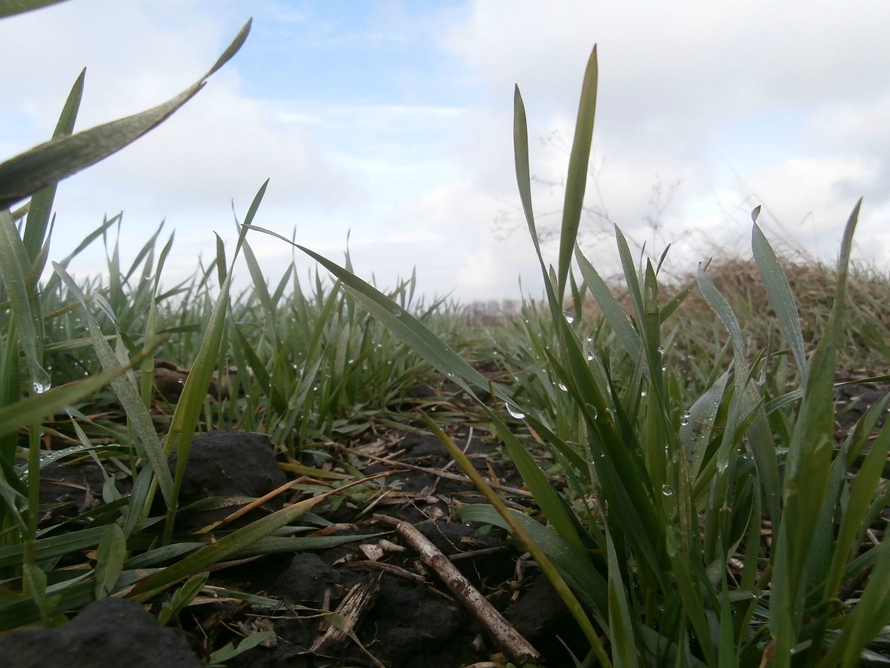 пронозівка - Пронозовка