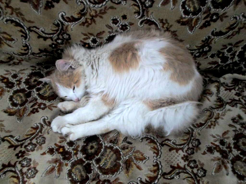 зоосвіт - Тейсаров