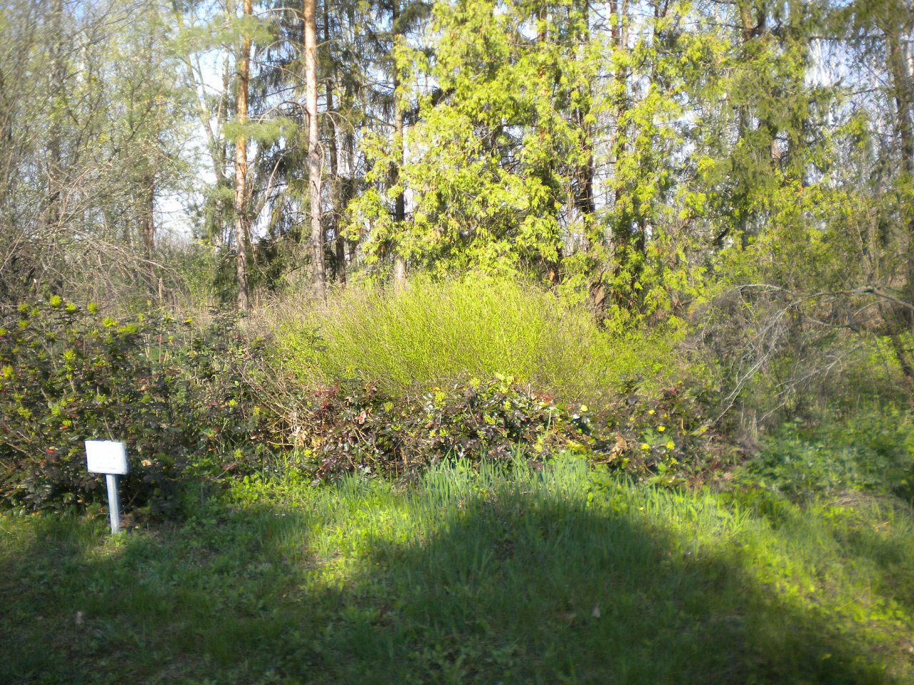 Лель 2015 -6 - Крива Руда