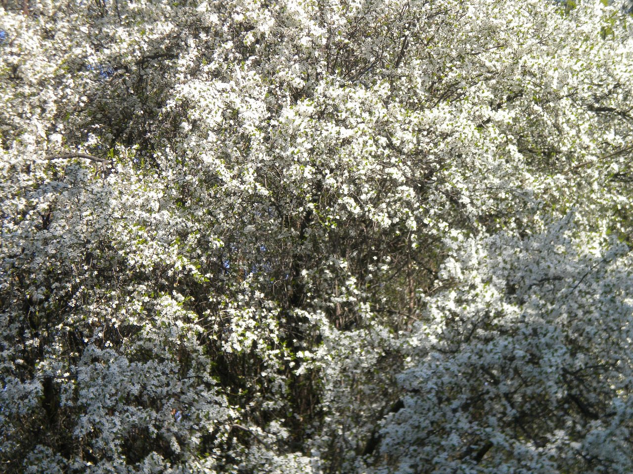 Лель 2015 -6 - Кривая Руда