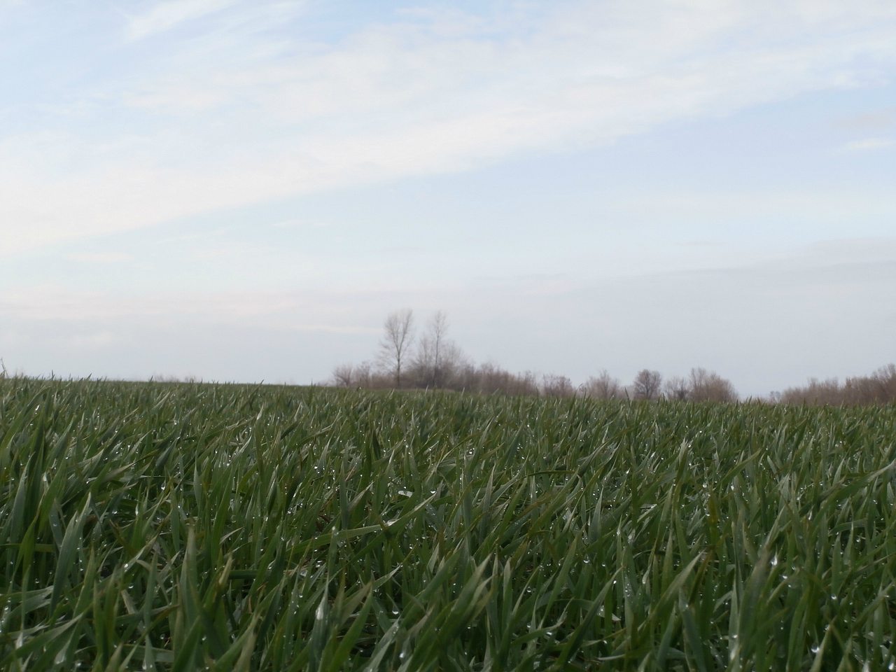 пронозівка - Пронозовка