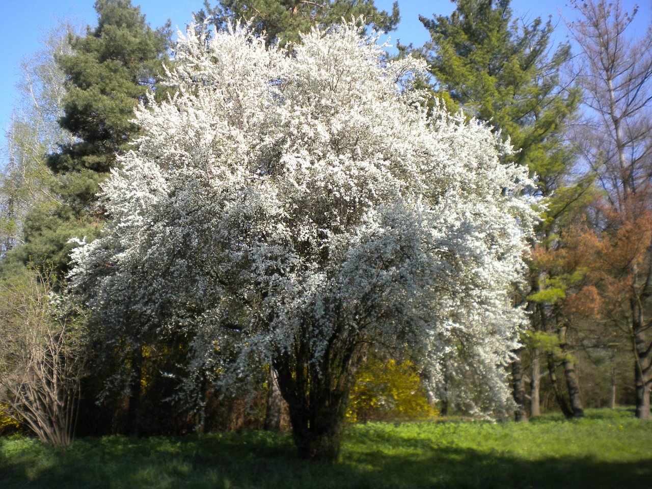 Лель 2015 -6 - Кривая Руда