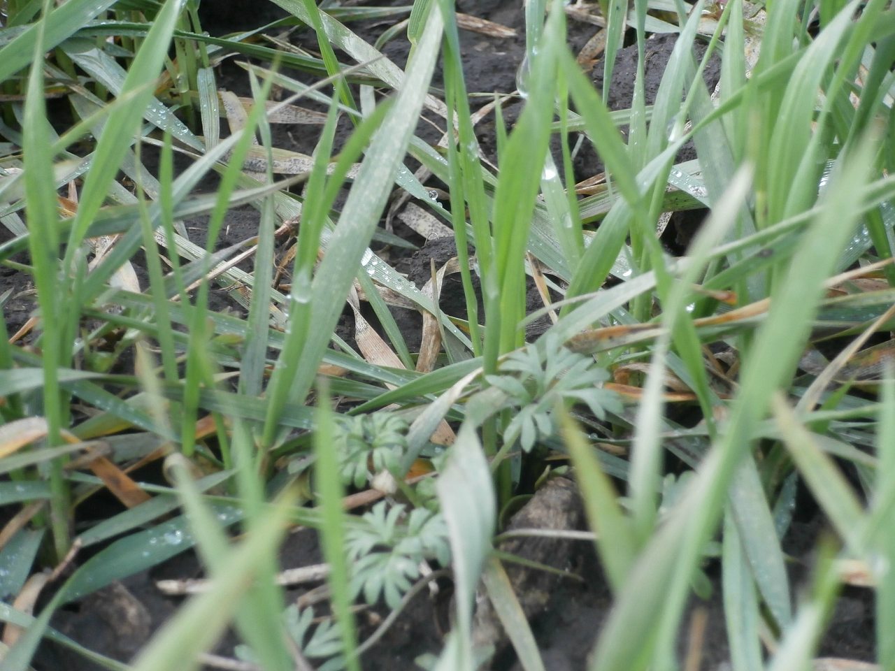 пронозівка - Пронозівка