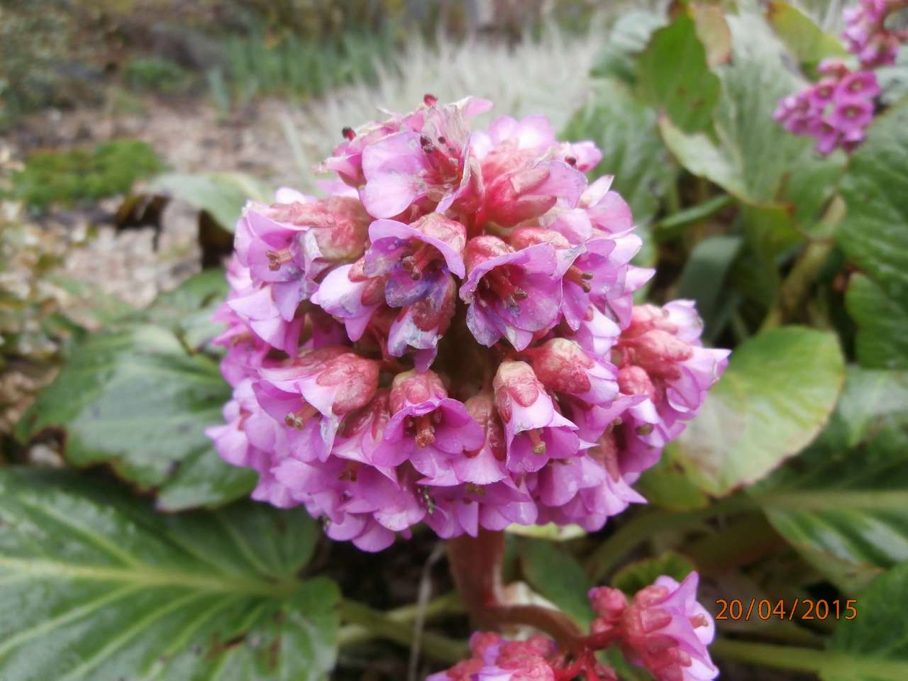 місто Звенигородка - Звенигородка