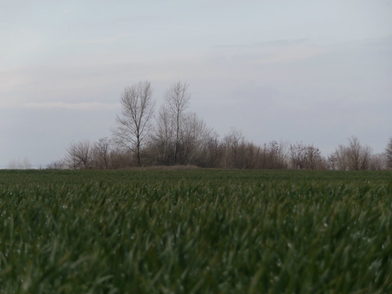 пронозівка - Пронозівка