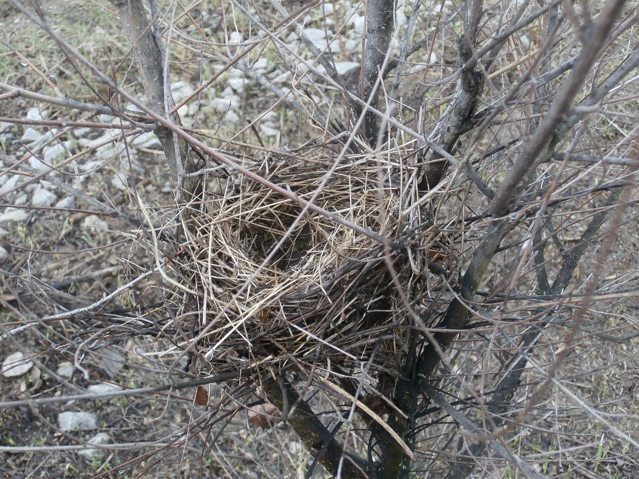 пронозівка - Пронозівка