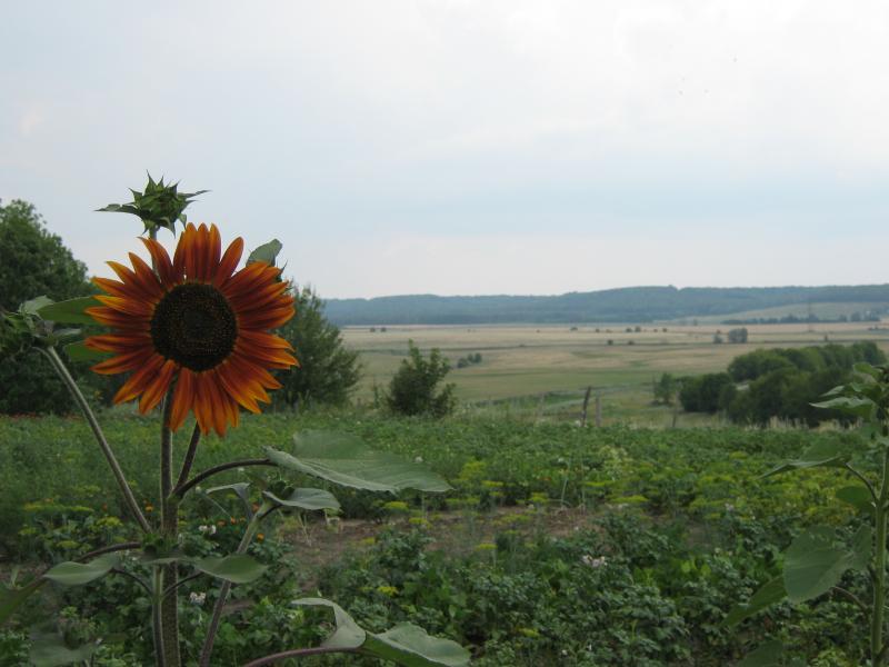 Червоне з panoramio.com - Червоне