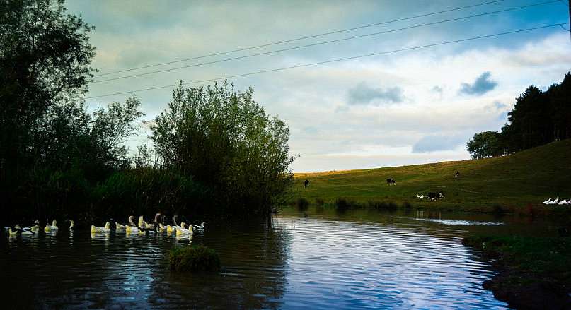 В Мушкатівці - Мушкатівка