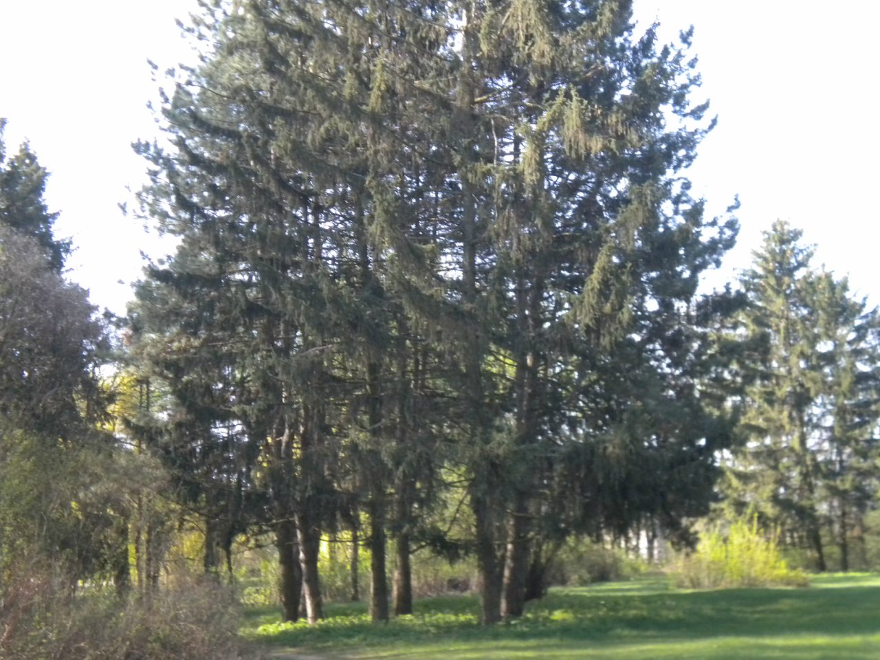 Лель 2015 -6 - Крива Руда