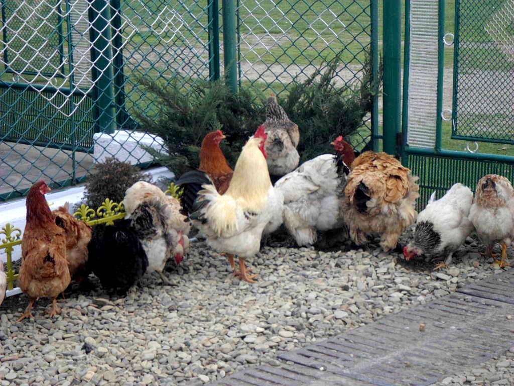 зоосвіт - Тейсаров