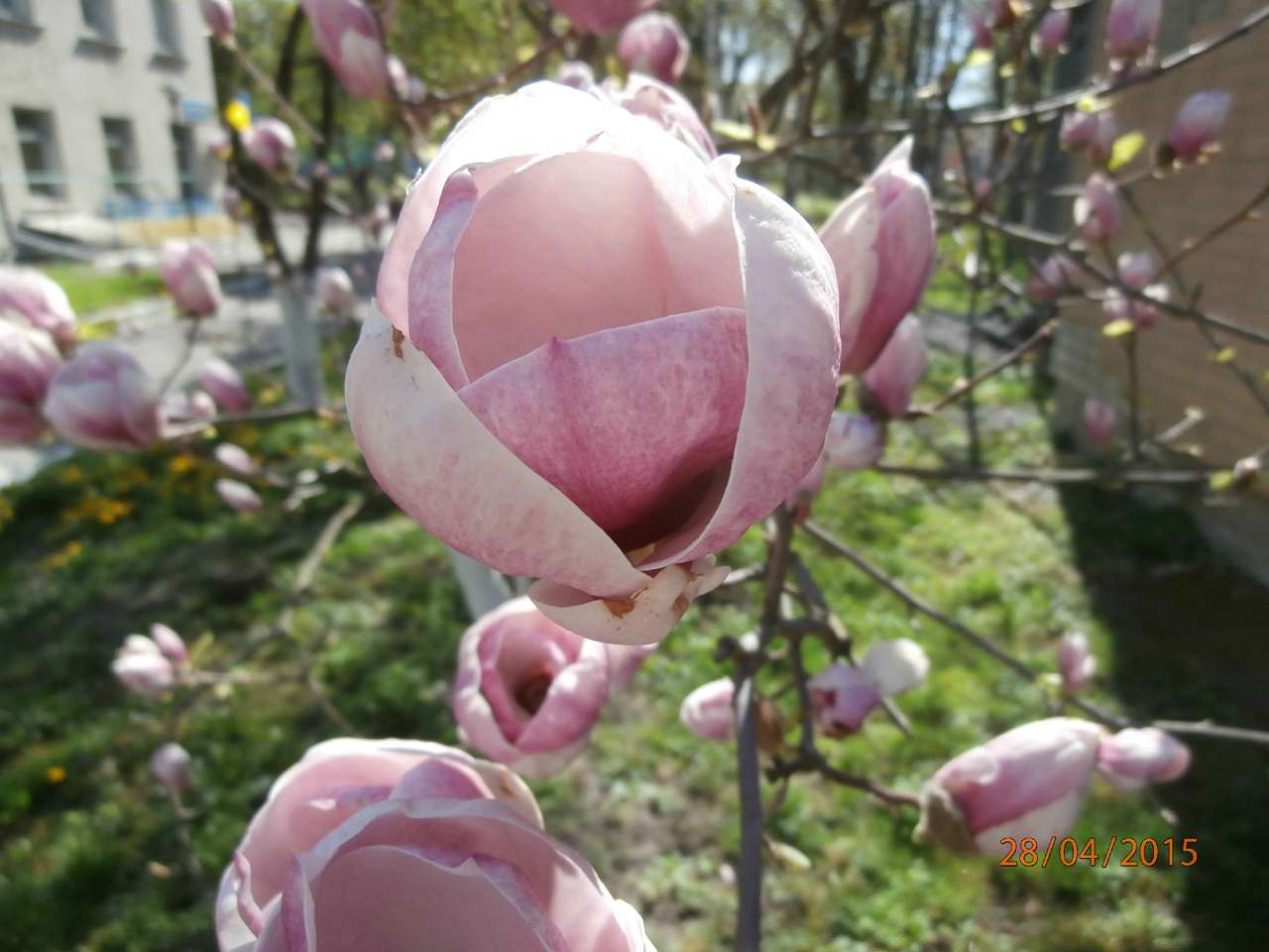 місто Звенигородка - Звенигородка