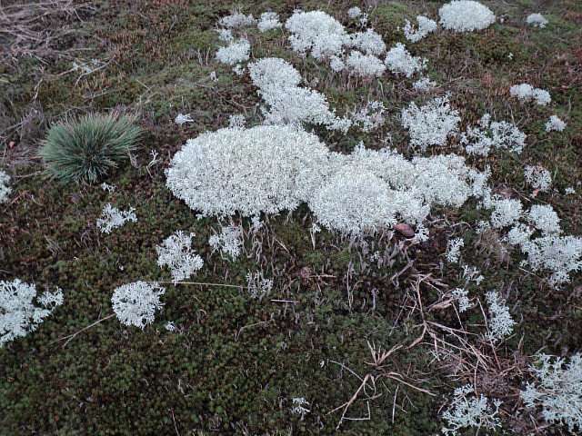 Природа - Тумень