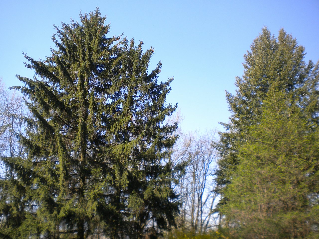 Лель 2015 -6 - Крива Руда