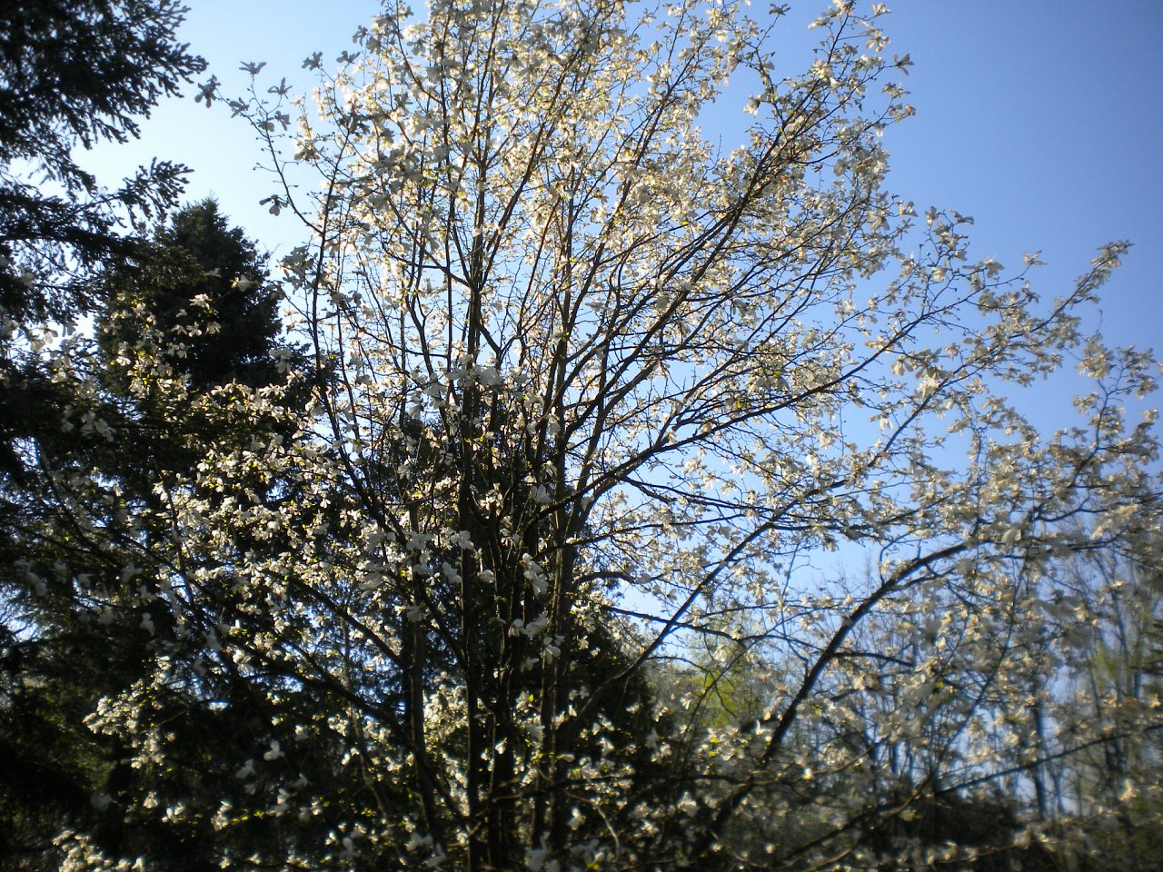 Лель 2015 -6 - Крива Руда