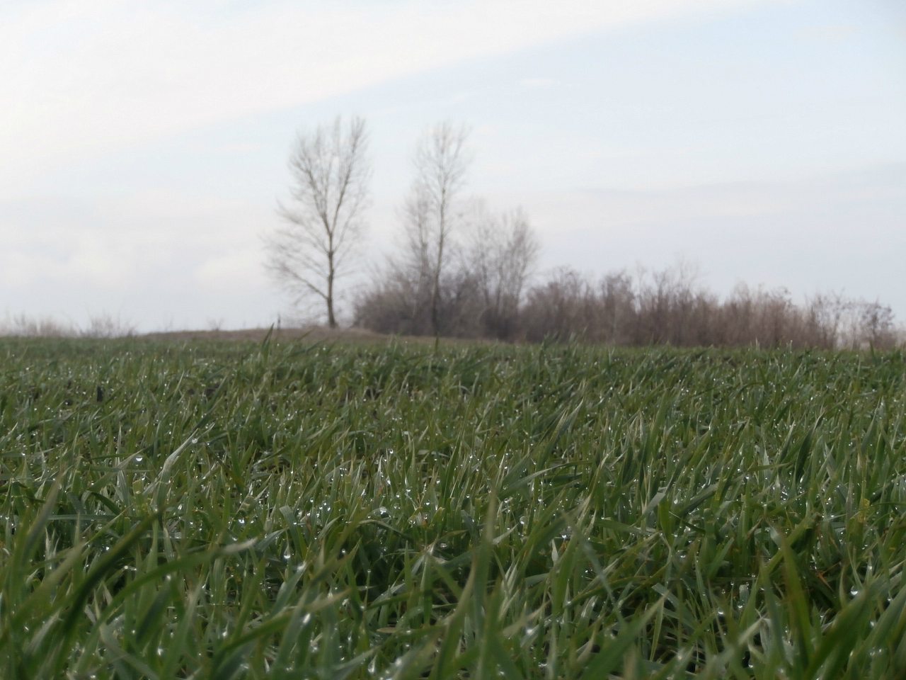 пронозівка - Пронозівка