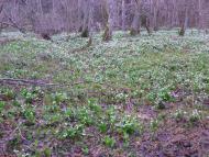 Грабівка з panoramio.com