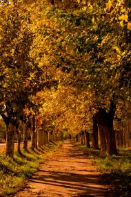 Шевченка з panoramio.com