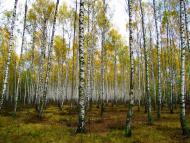 Винарівка з panoramio.com