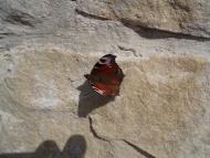 Залужжя з panoramio.com