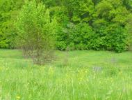 Солоницівка з panoramio.com