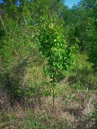 Високе з panoramio.com