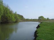 Біловежі Перші - Останні фото