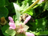 Звози з panoramio.com