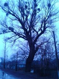 Черемушна з panoramio.com