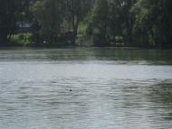 Борзна з panoramio.com