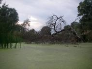 Синичине з panoramio.com