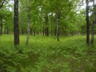 Рошняте з panoramio.com