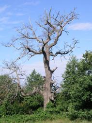 Виликий Обзир з panoramio.com