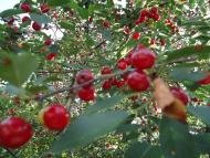 Нагірянка з panoramio.com