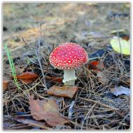 Шульгівка з panoramio.com