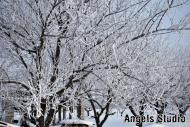 Олександрівка з panoramio.com