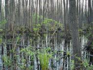 Мошни з panoramio.com