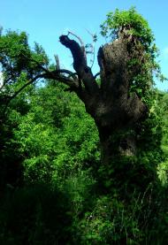 Великий Букрин з panoramio.com