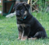 Гостомель з panoramio.com