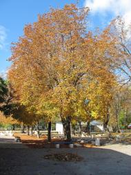 Менжинське з panoramio.com