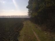 Чупринівка з panoramio.com