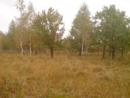 Рошняте з panoramio.com