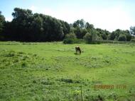 Коричинці - Останні фото