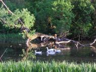 Ушомир з panoramio.com