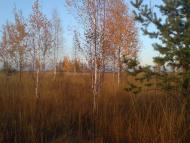 Рошняте з panoramio.com