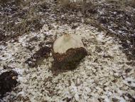 Олексіївка з panoramio.com