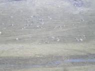 Яланець з panoramio.com