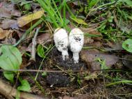 Котовка з panoramio.com