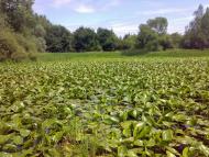 Чоп з panoramio.com