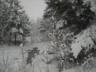 Рошняте з panoramio.com